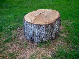 Best Tree Disease Treatment  in Kerrville, TX