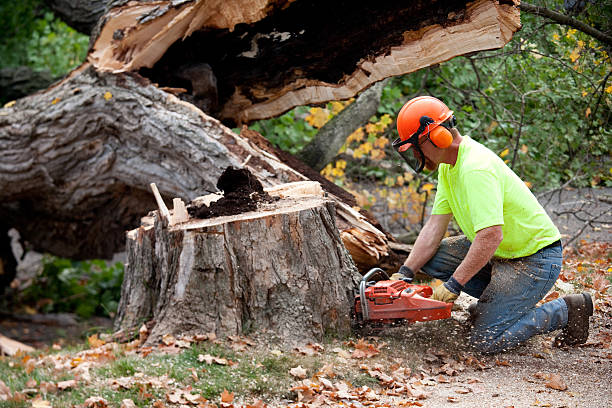 Best Fruit Tree Pruning  in Kerrville, TX